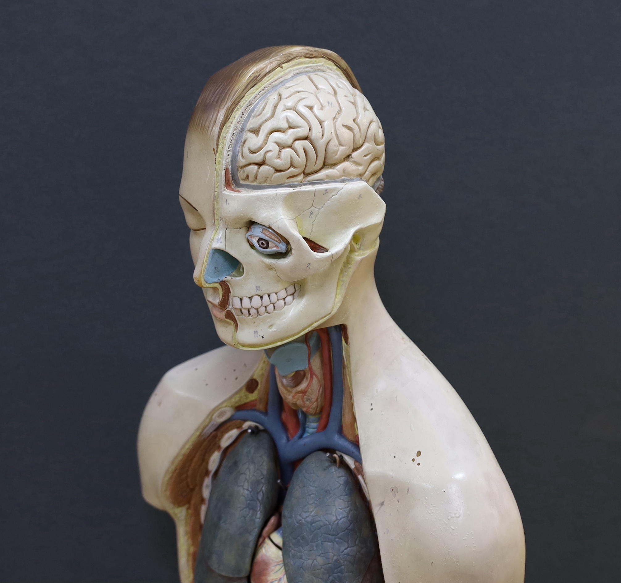 A 1950s/60s medical school educational plastic and painted composite anatomical model on base by E.E.I. Made in Iran, with removable internal organs and cross-sections of skeleton, arterial system, muscular structures, e